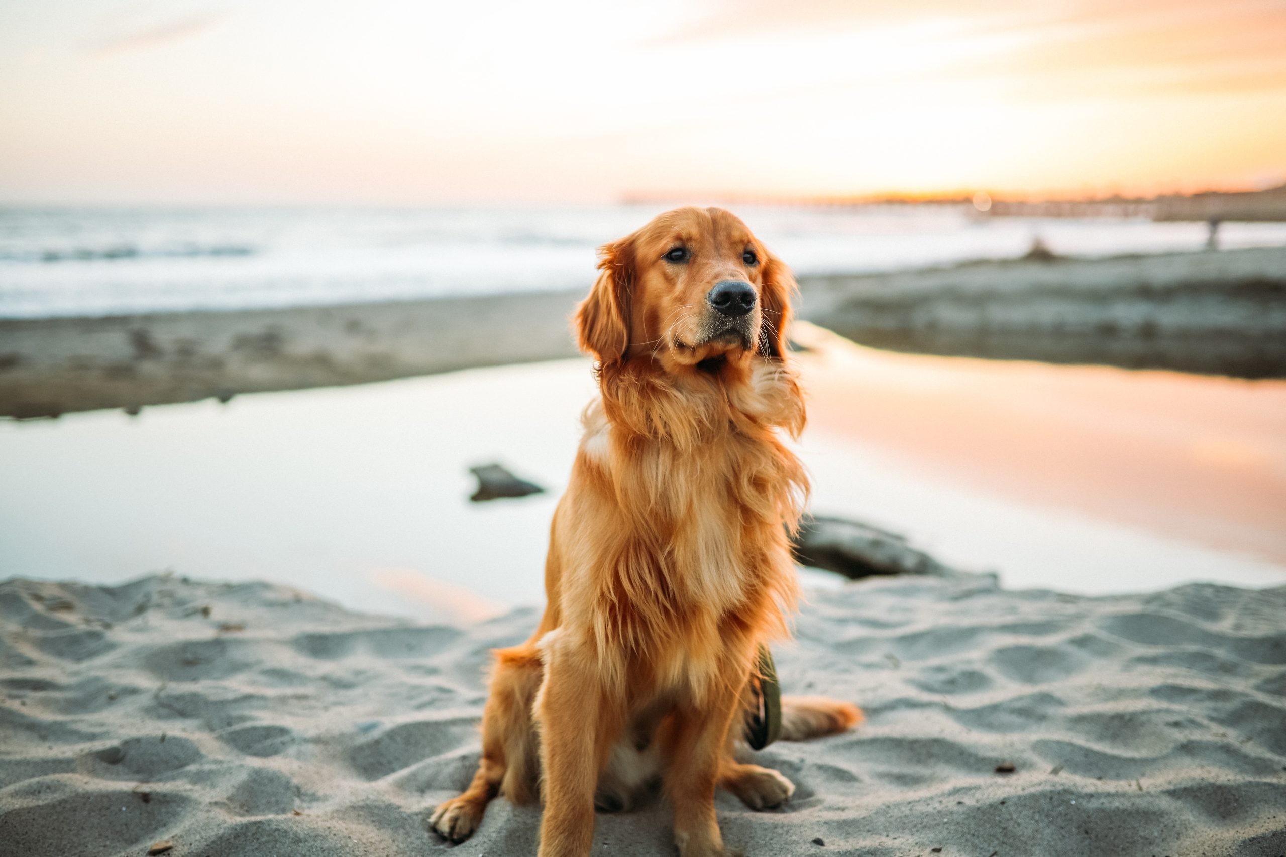 Hund, der am Strand im Sonnenuntergang sitzt Hundetage im Sommer
