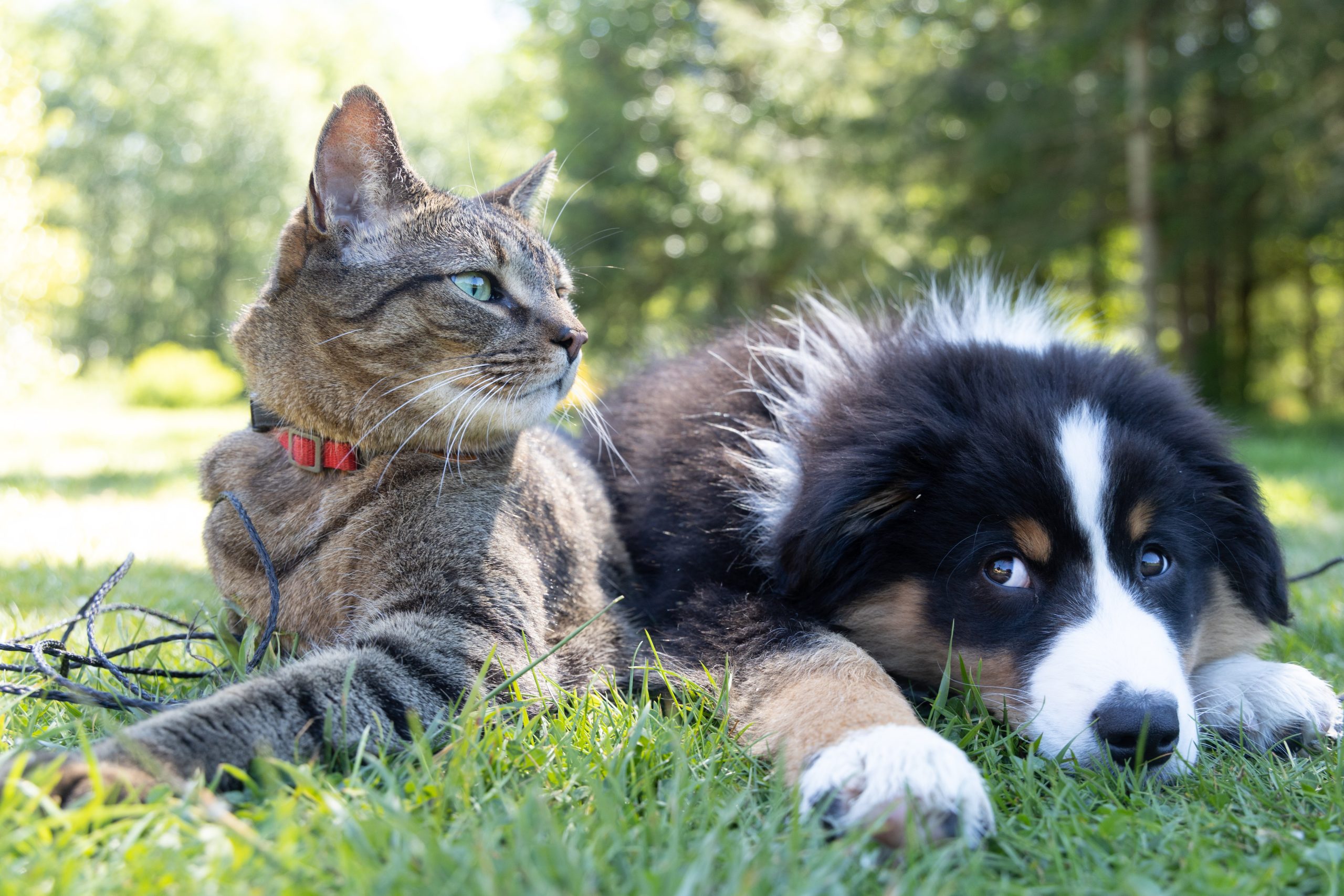 Hund und Katze auf einer Wiese