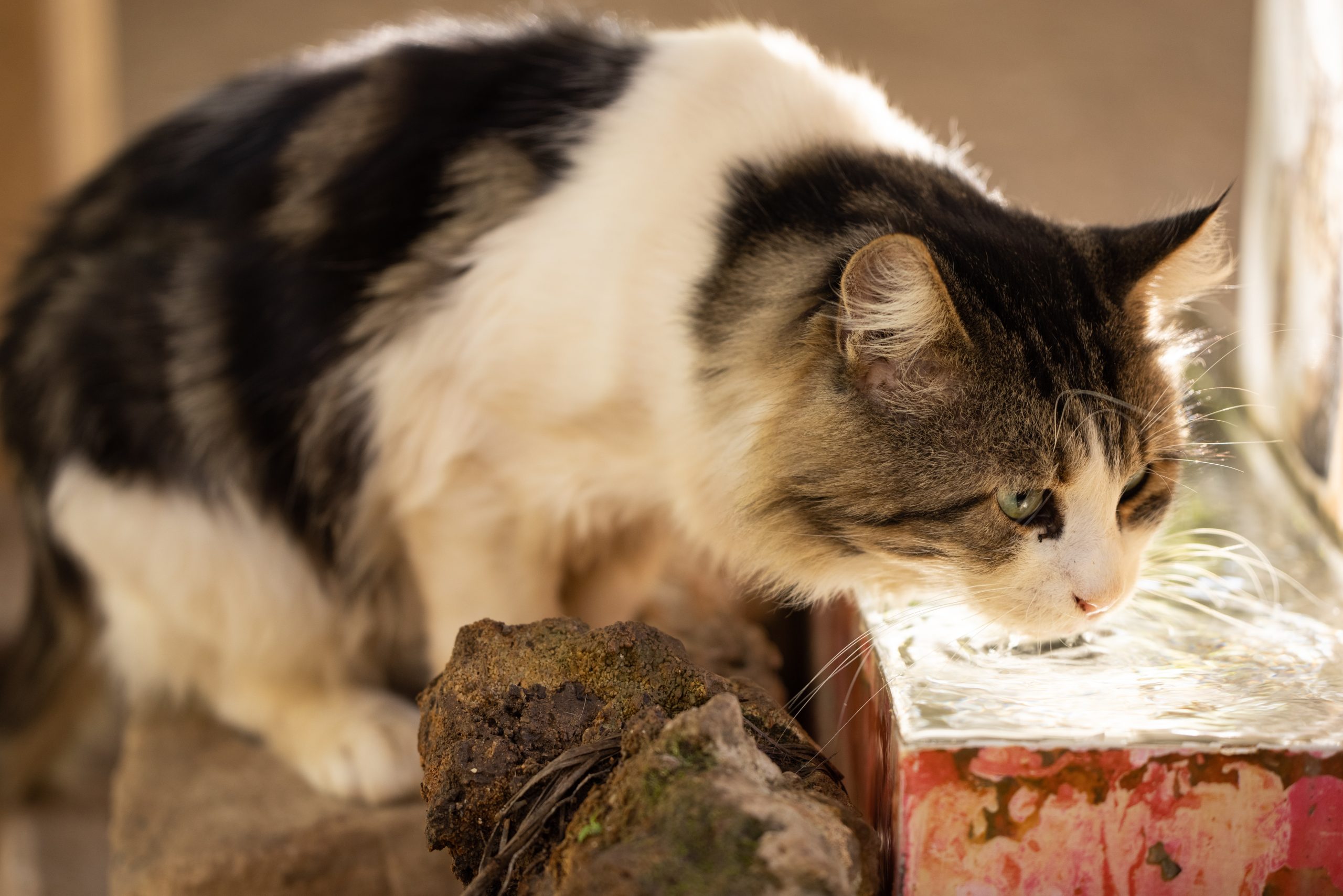 Katzen im Sommer, Katzen im Sommer: Überblick für die Pflege deiner Katze in der heißen Jahreszeit