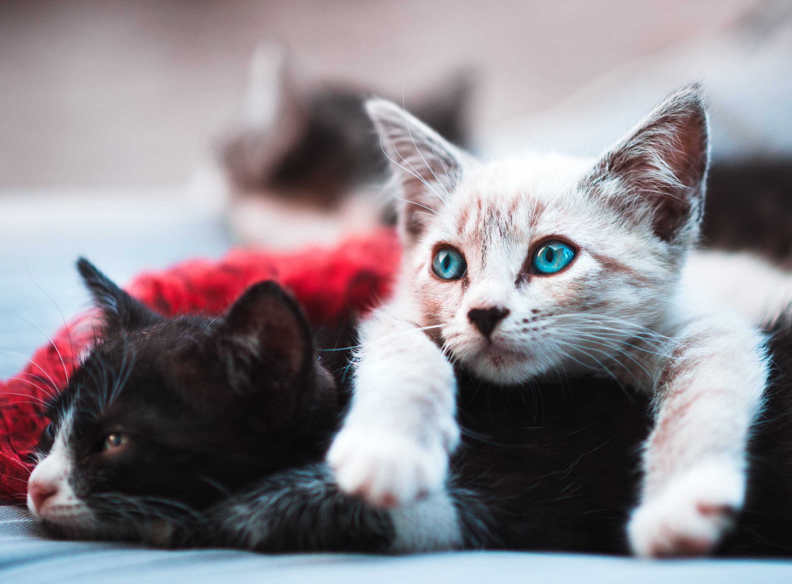Katzenrassen,Katzen,Siamkatze,Rassekatze, Katzenrassen: ein umfassender Leitfaden zur Auswahl der perfekten Katze für deine Familie