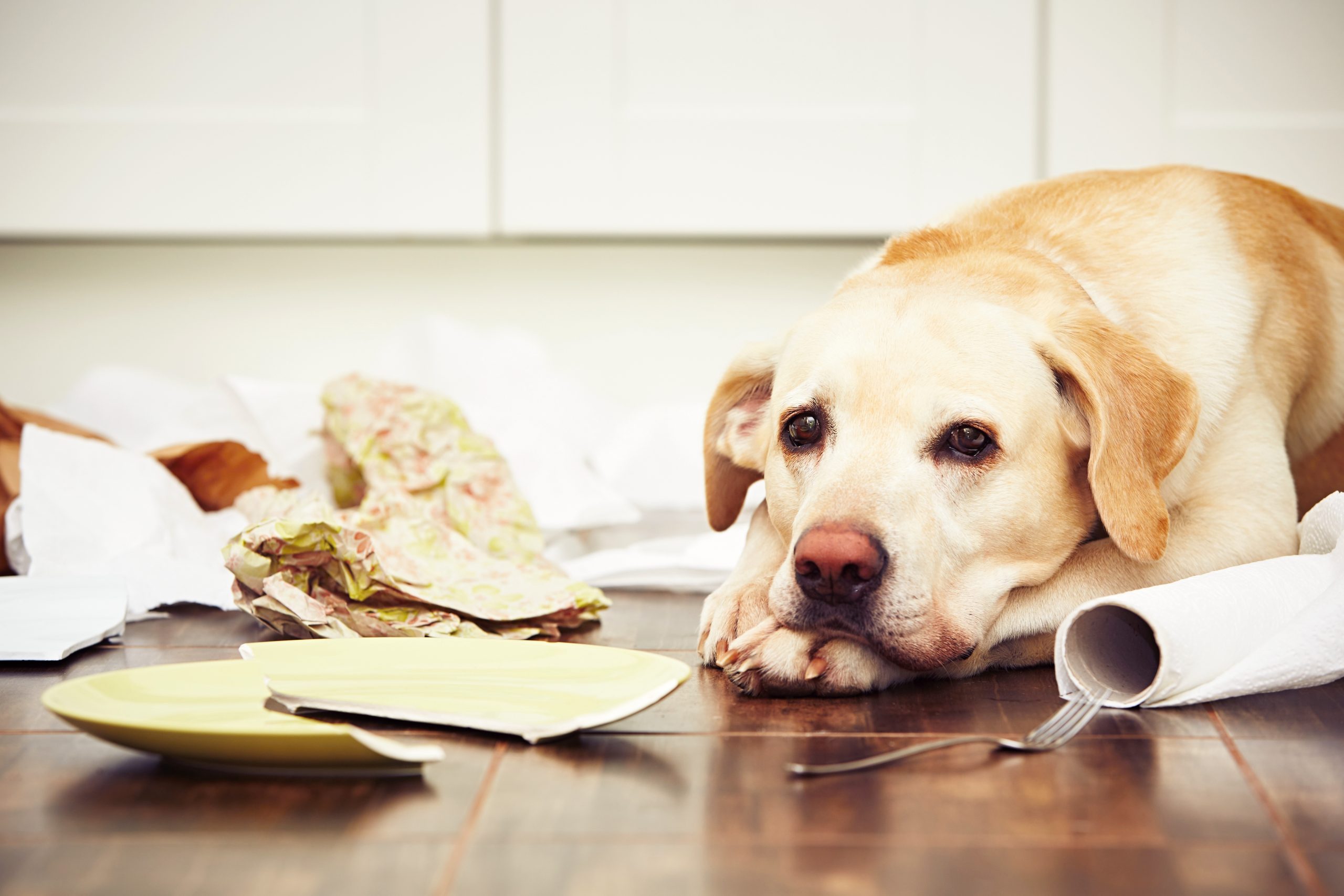 Hundeversicherung,Hund,Hunde-OP Versicherung,Hundehaftpflichtversicherung,Hundekrankenversicherung, Hundeversicherung