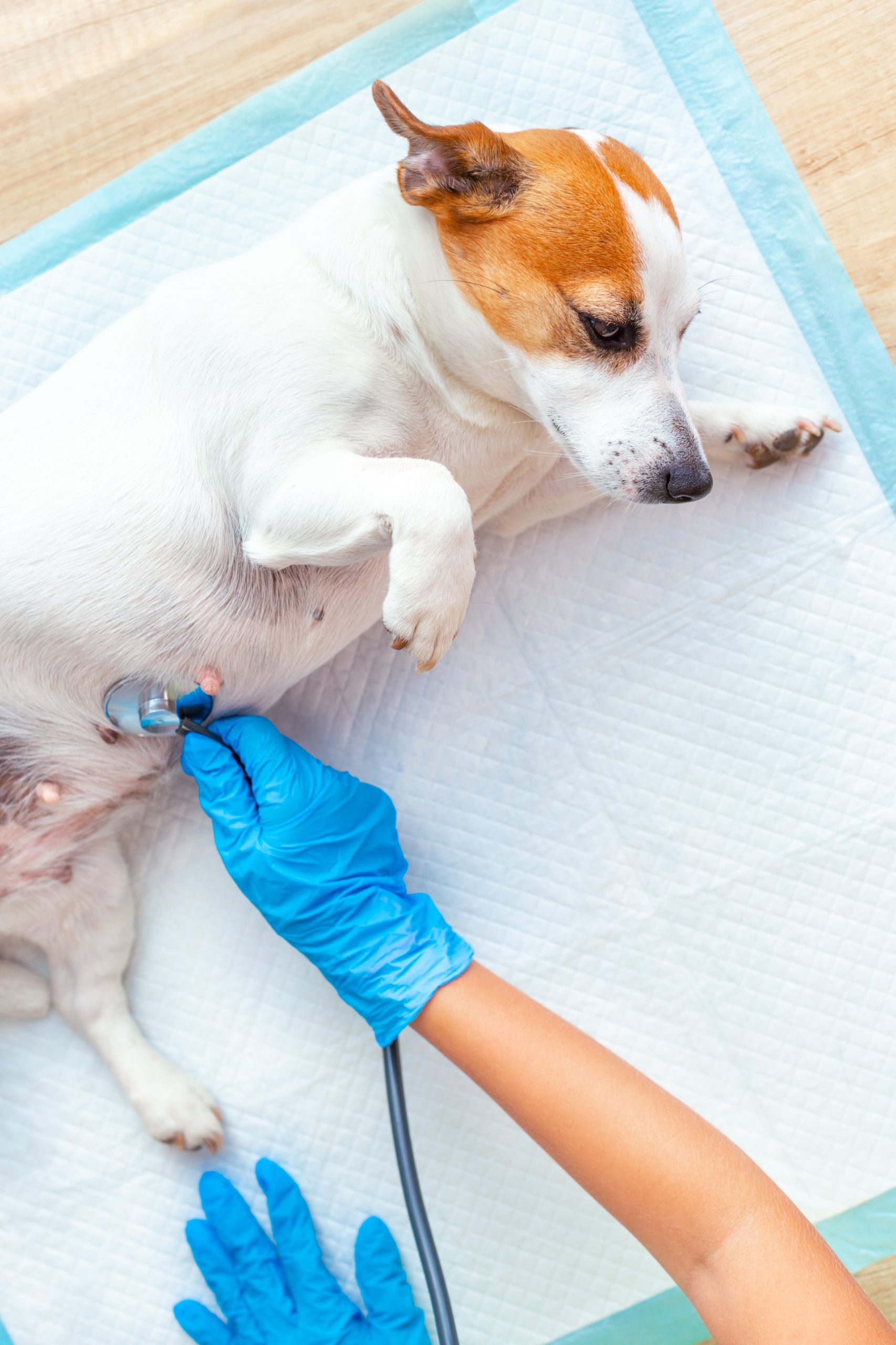 hundekrankenversicherung hundeversicherung tierkrankenversicherung tierversicherung krankenversicherung hund