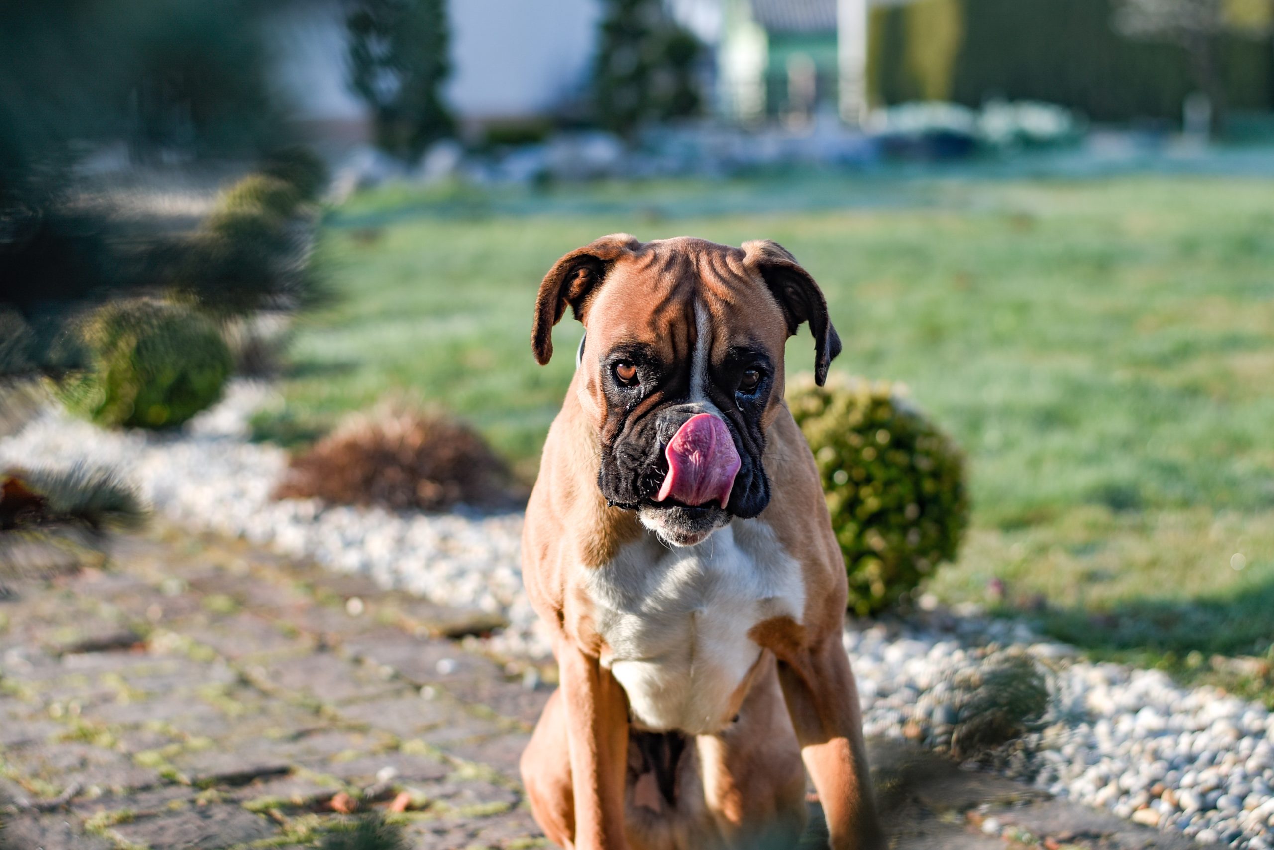 Deutscher Boxer. Hund sitzt im Garten und legt sich die Schnauze