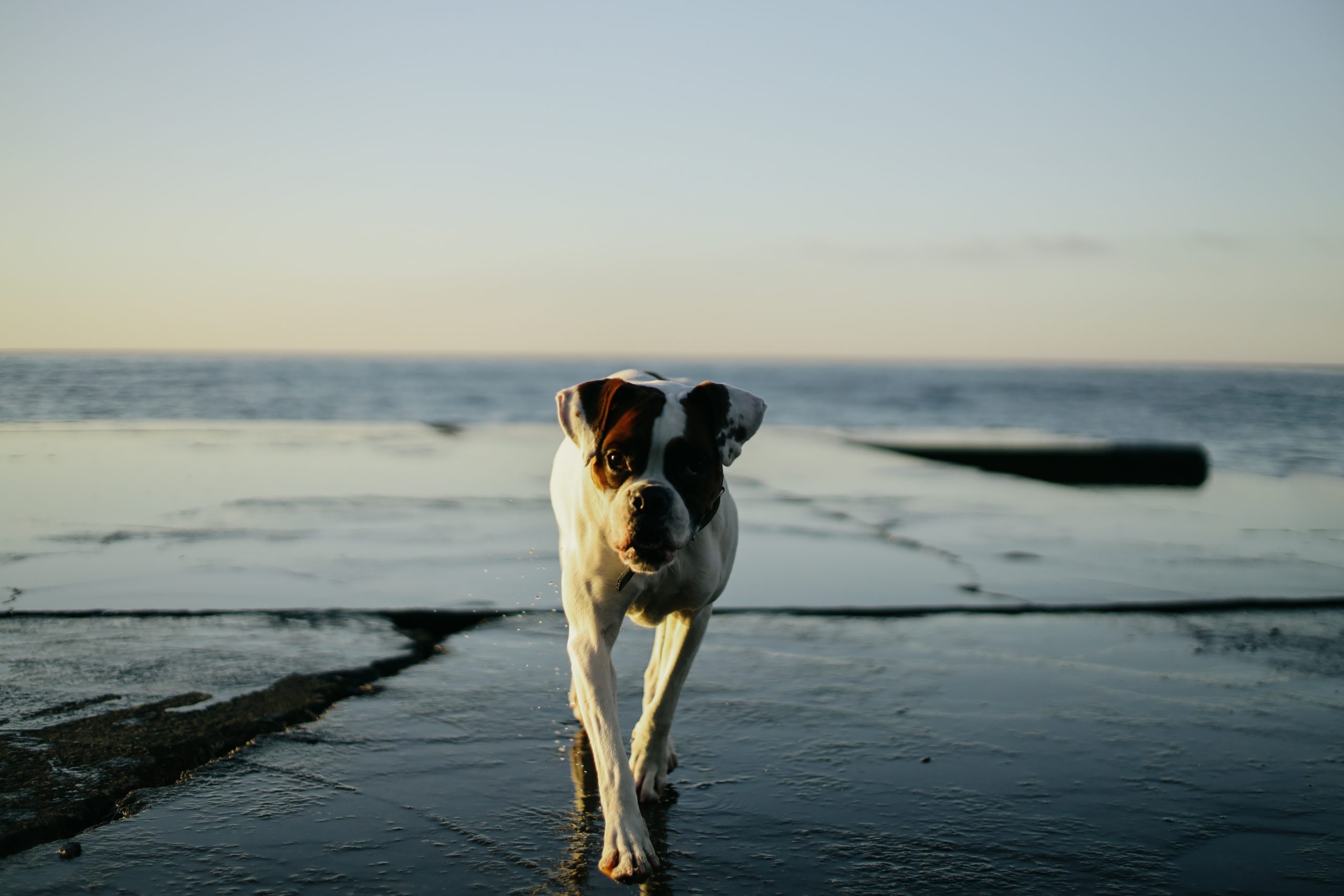 Deutscher Boxer. Hund läuft am Strand im Wasser.
