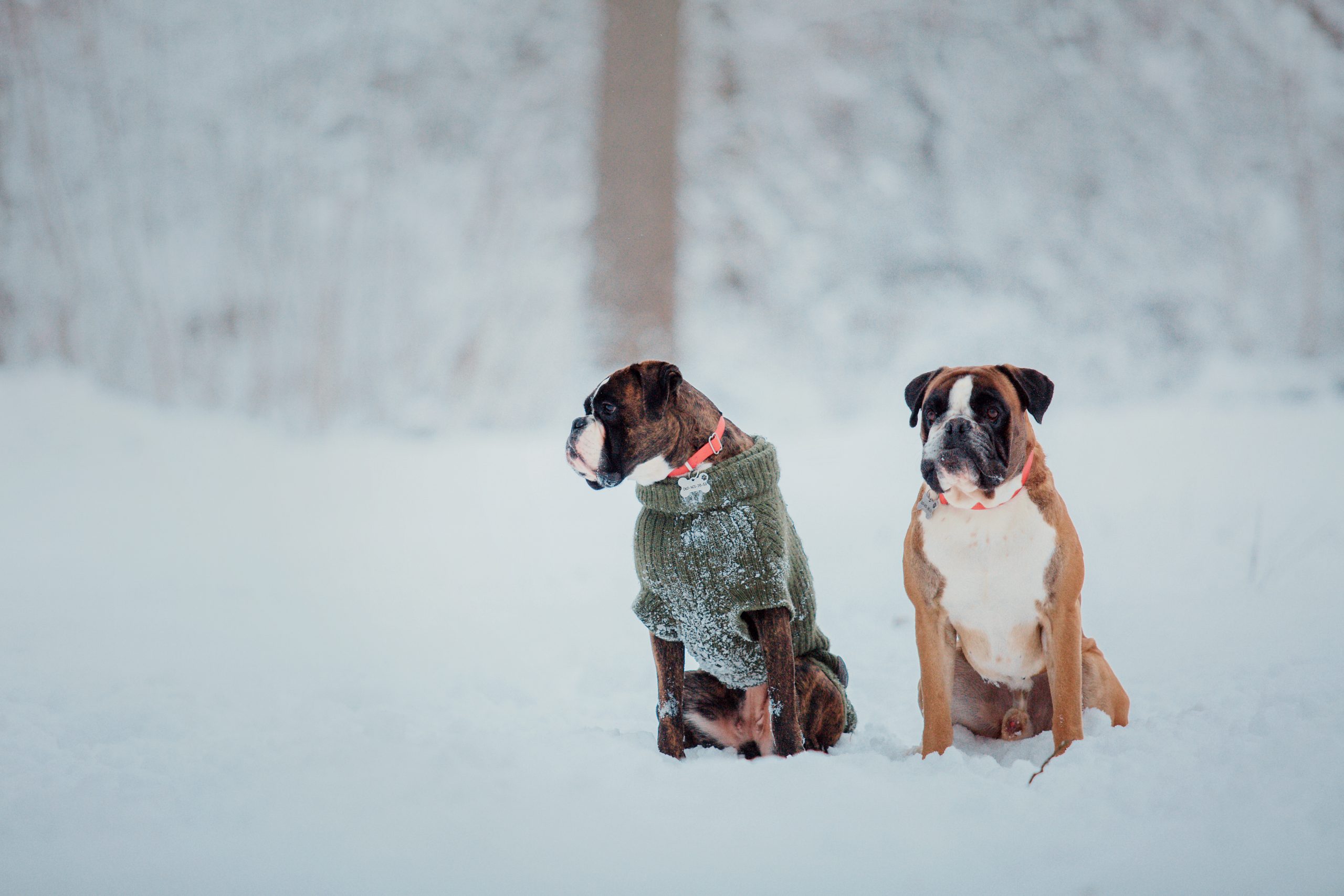 Zwei Hunde in Schnee und Mänteln sitzend. Deutscher Boxer