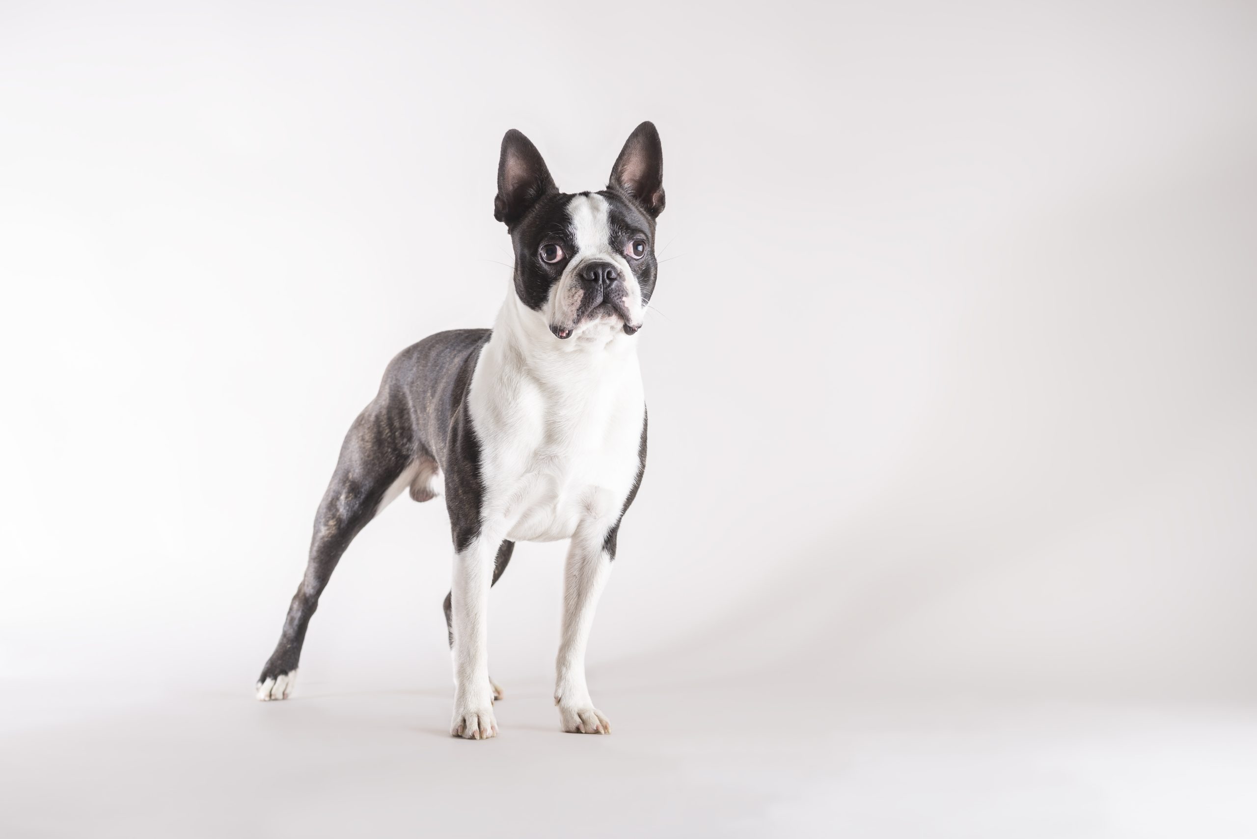 Boston Terrier Studioaufnahme in voller Länge eines jungen und aufmerksamen Boston Terrier-Hundes, der konzentriert blickt, mit Kopierraum auf grauem Hintergrund