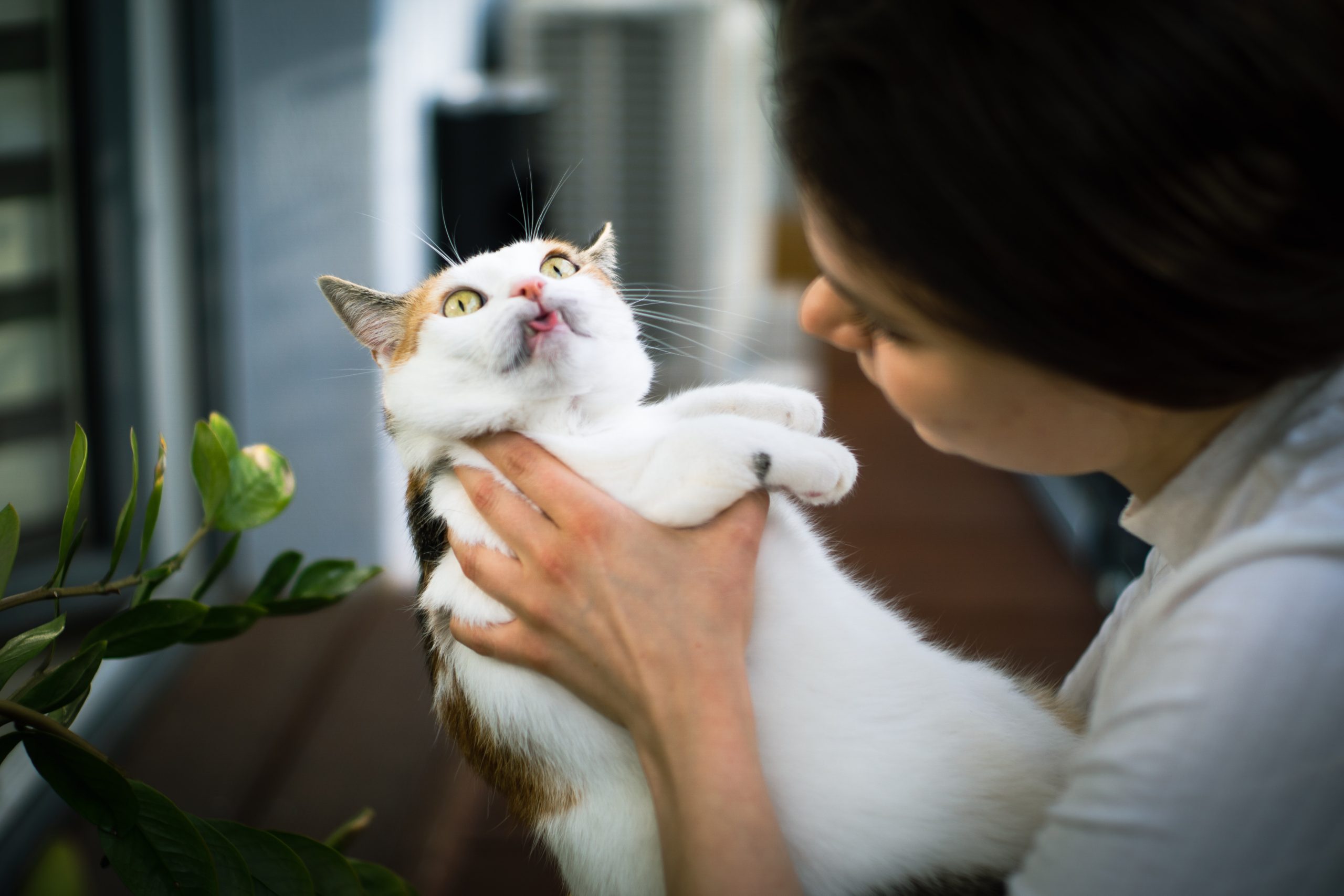 Verbreitete Katzenkrankheiten,katzenversicherung,katzenkranheiten,katze schnupfen, Verbreitete Katzenkrankheiten: Überblick und warum eine Katzenversicherung sinnvoll ist