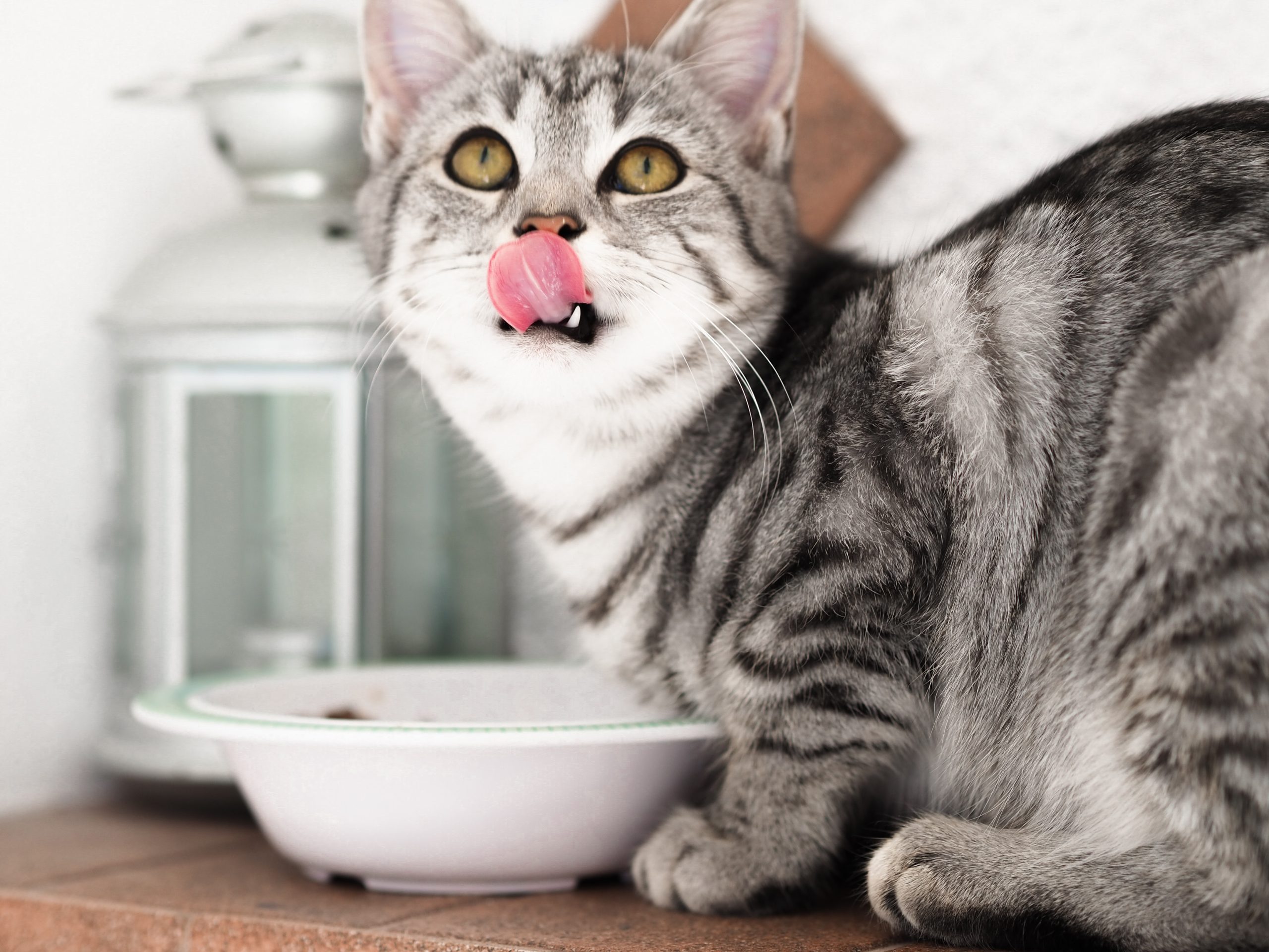 Die richtige Futtermenge für Katzen