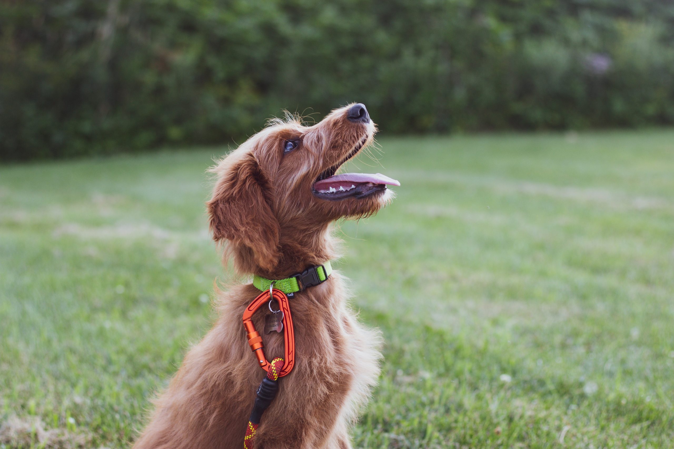 Effektive Hundetraining, Einführung in das effektive Hundetraining: Warum es so wichtig ist