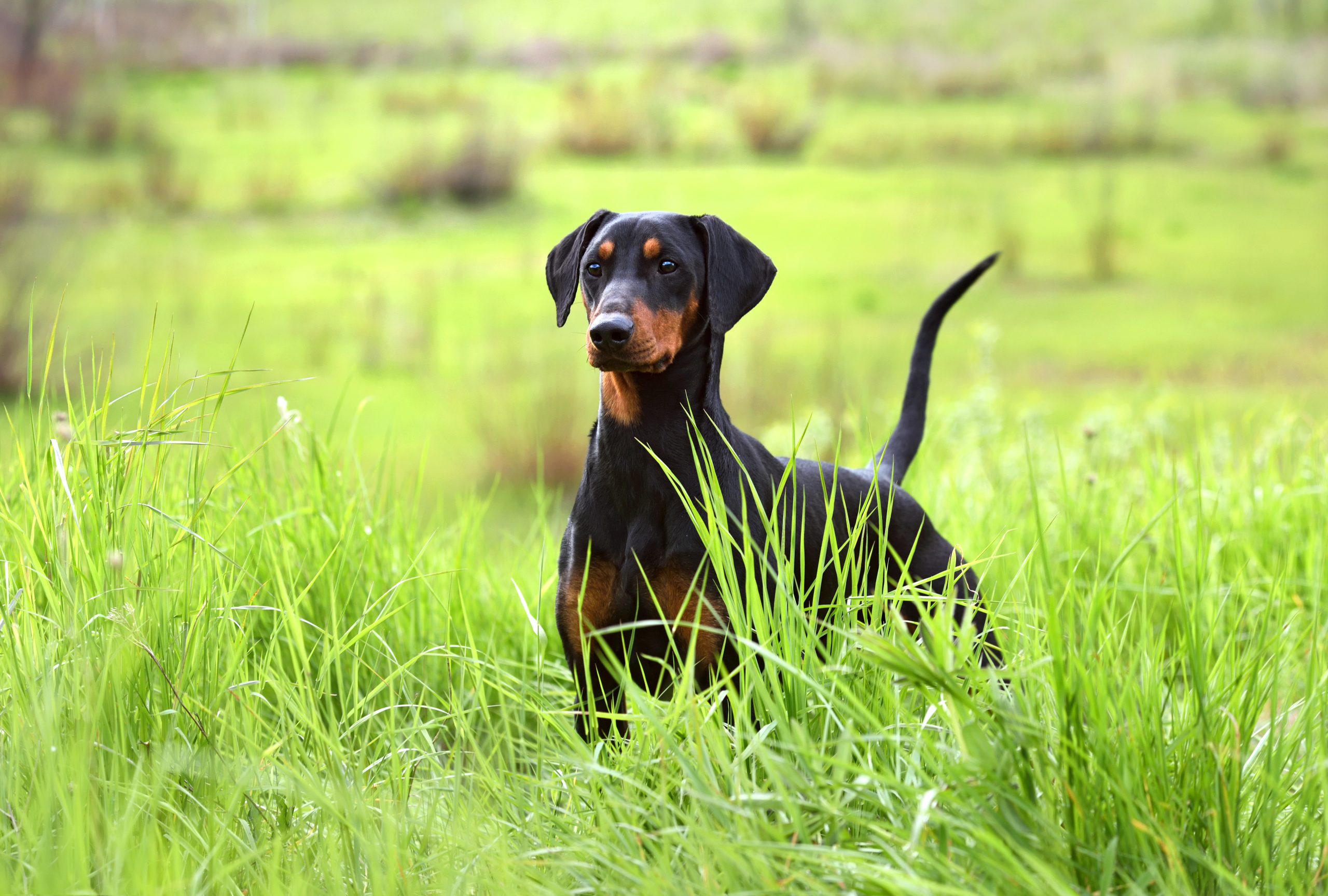 Hundeversicherung, Hund OP Versicherung, Tierversicherung, Tierkrankenversicherung