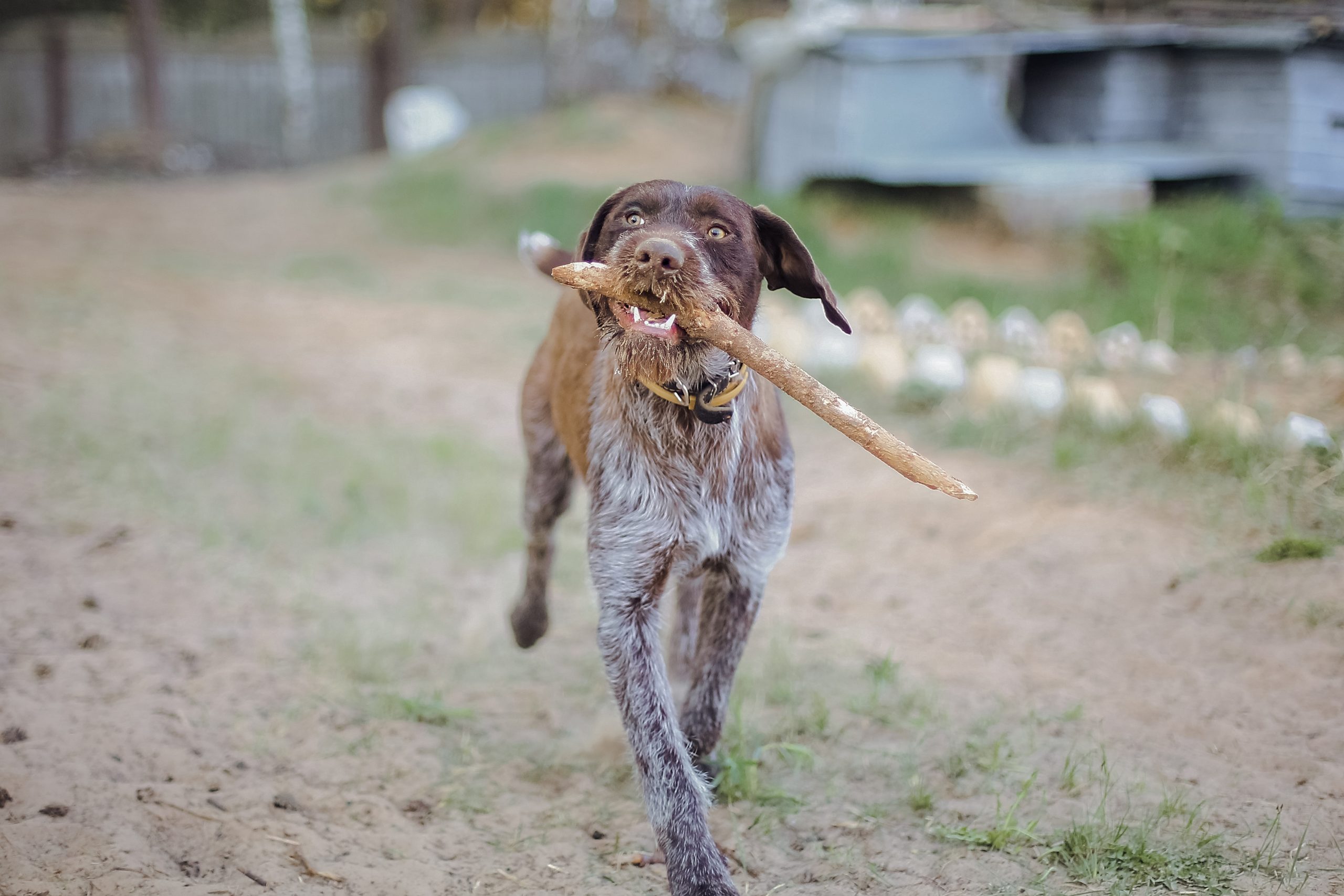 Deutscher Kurzhaariger Vorstehhund mit stock im mund und rennt