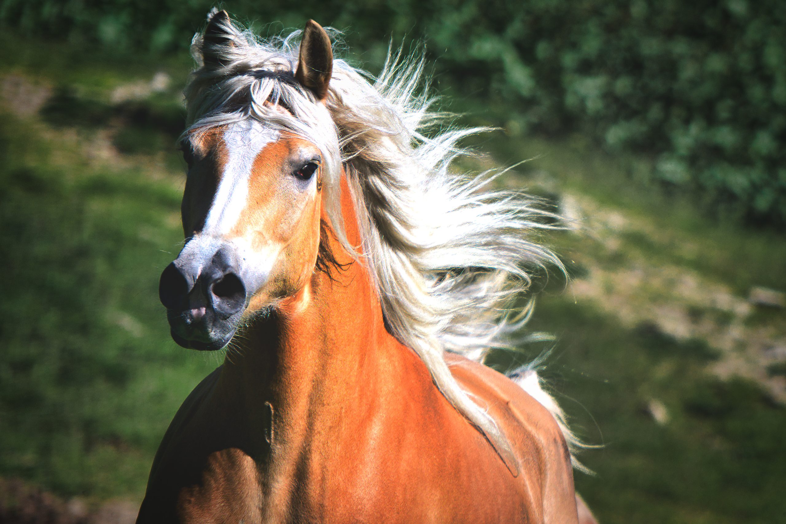 Pferdeversicherung, Pferde OP Versicherung, Tierversicherung, Tierkrankenversicherung