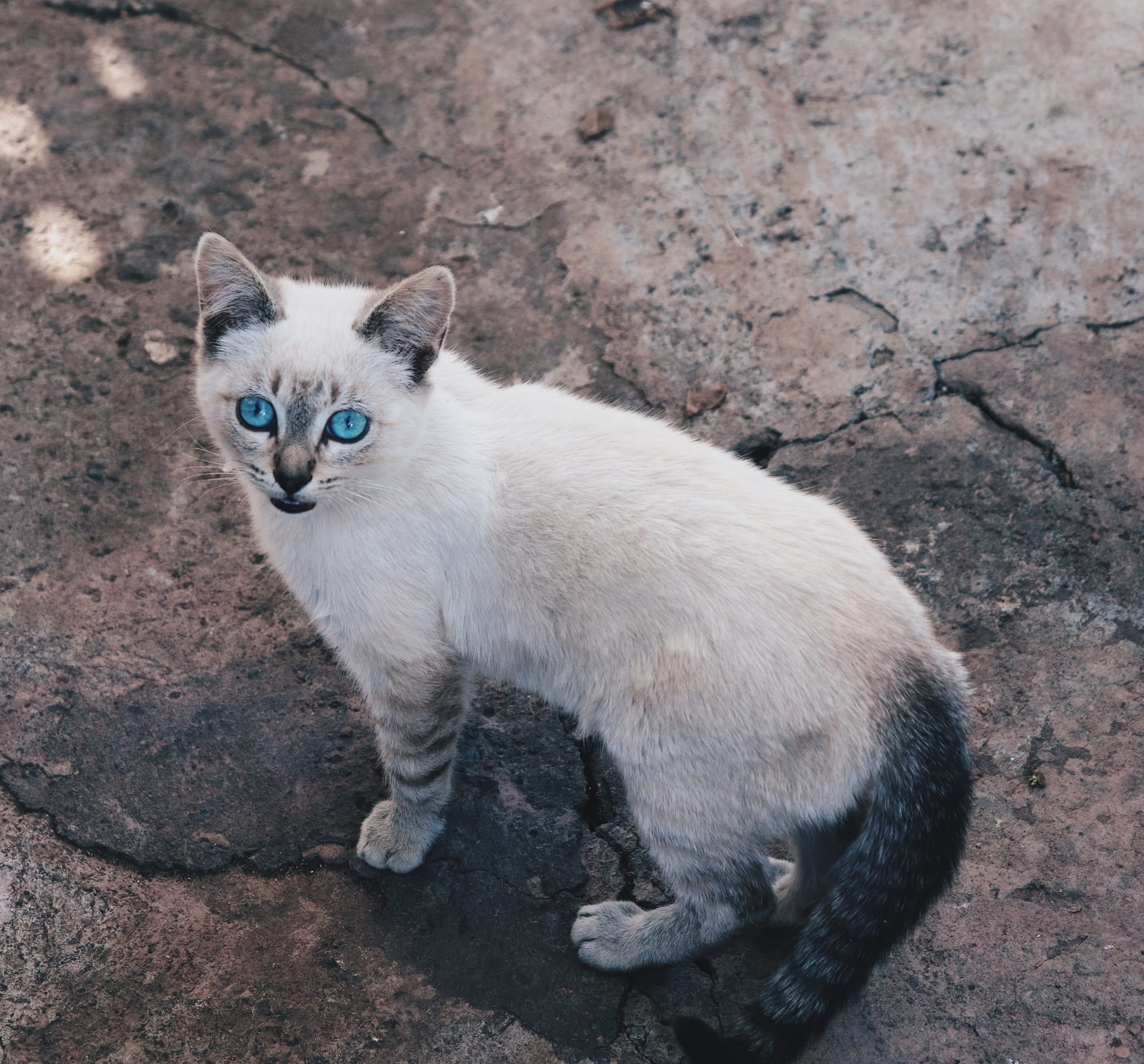 Ojos Azules Katze
