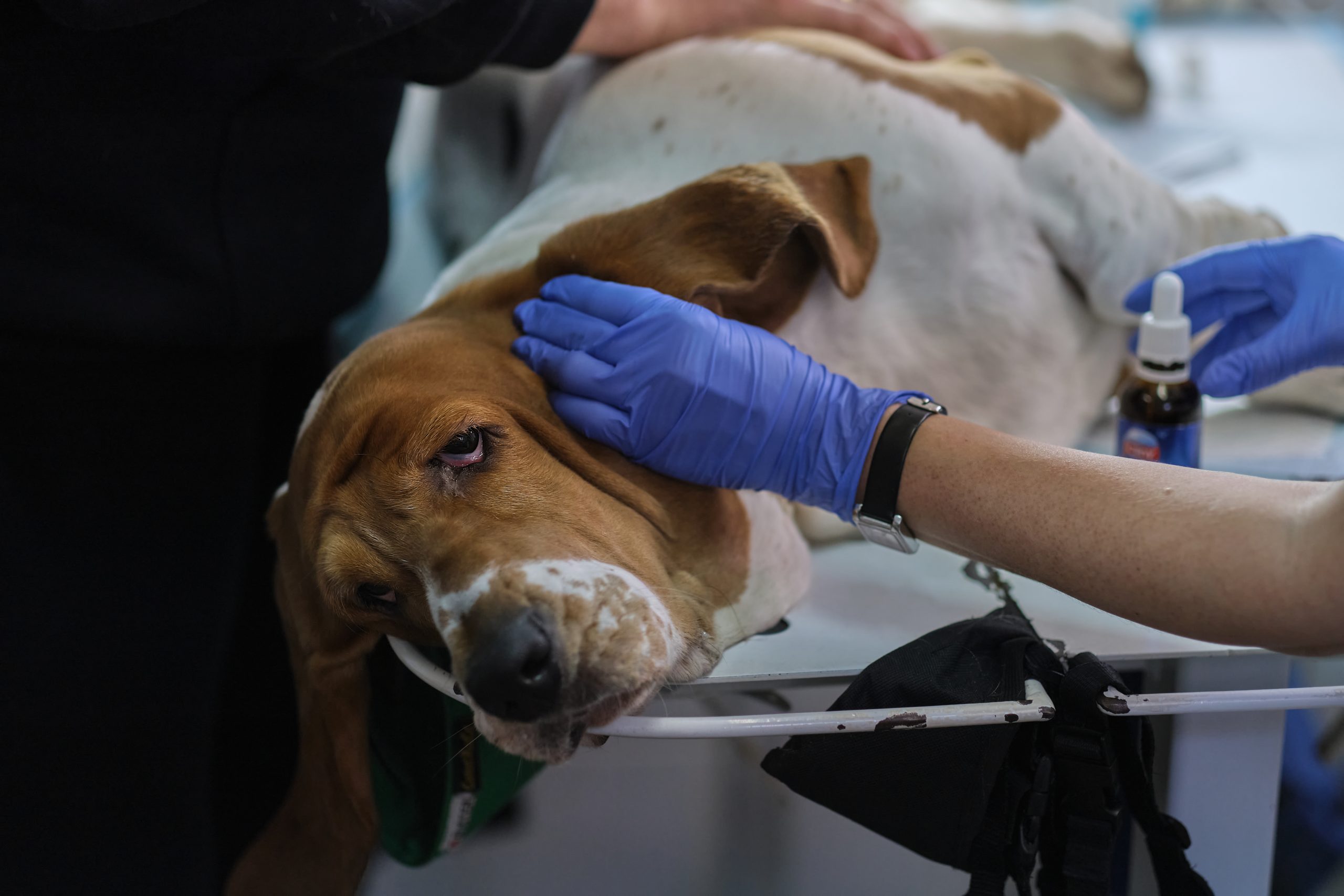 Akute Feuchte Dermatitis bei Hunden