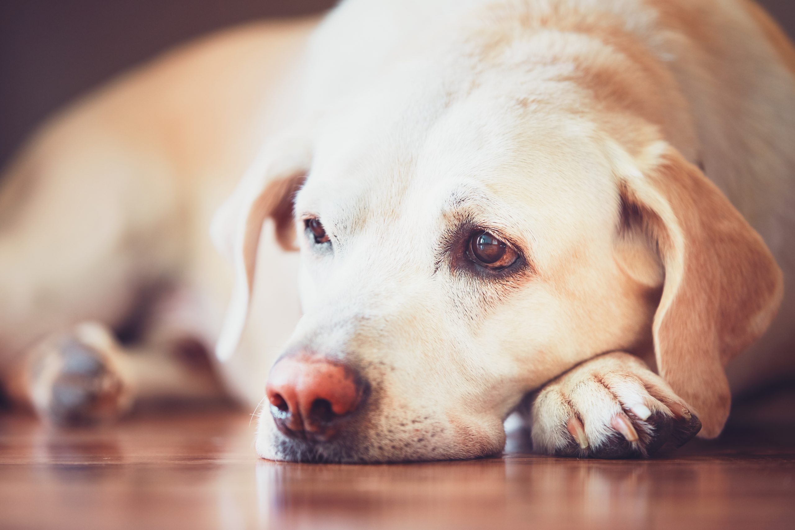 Trauriger Blick des alten Hundes. Kranker (oder müder) Labrador Retriever liegt zu Hause auf Holzboden.