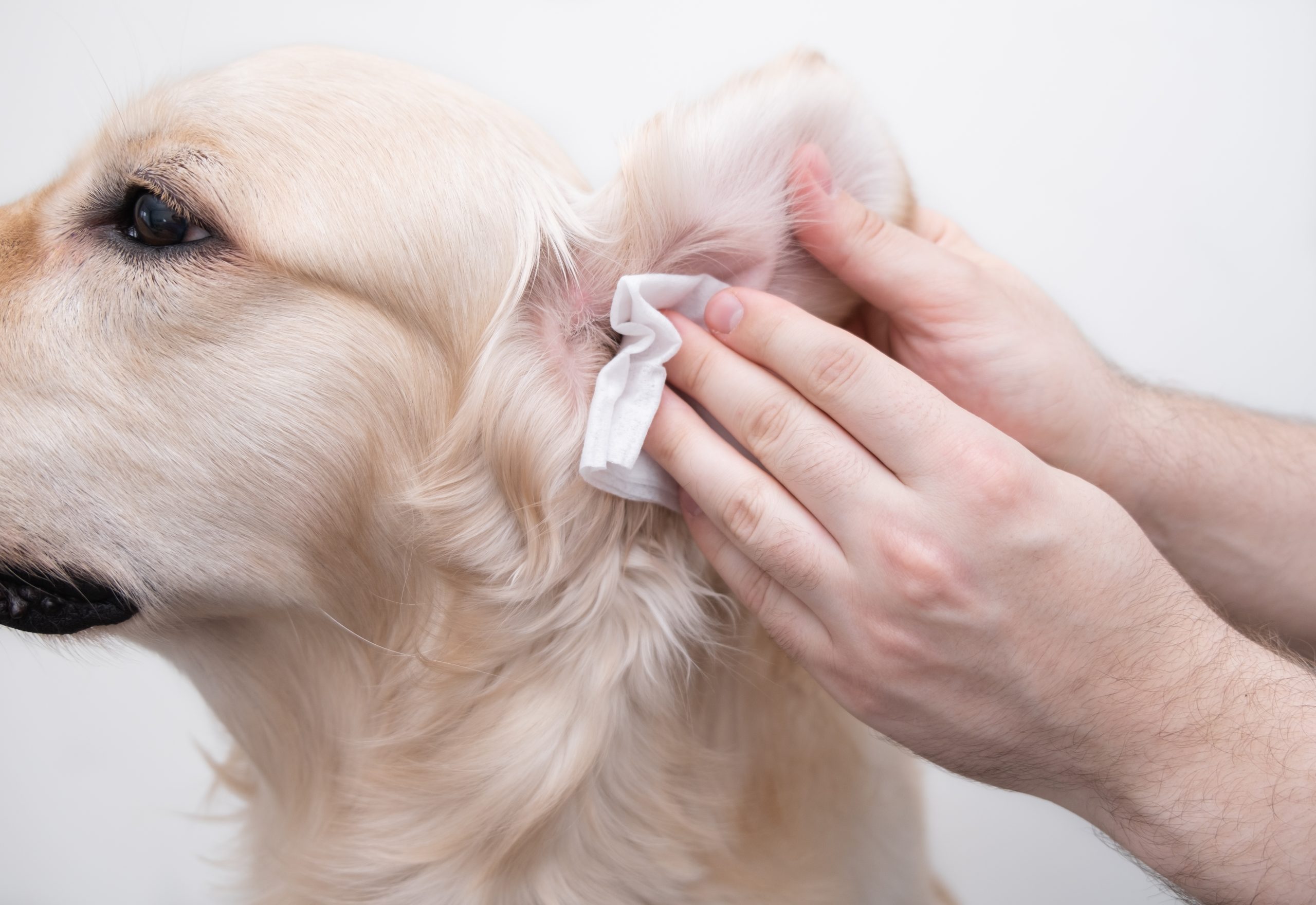 Fieber beim Hund,Hund Fieber, Fieber beim Hund: Symptome, Ursachen &#038; Temperatur