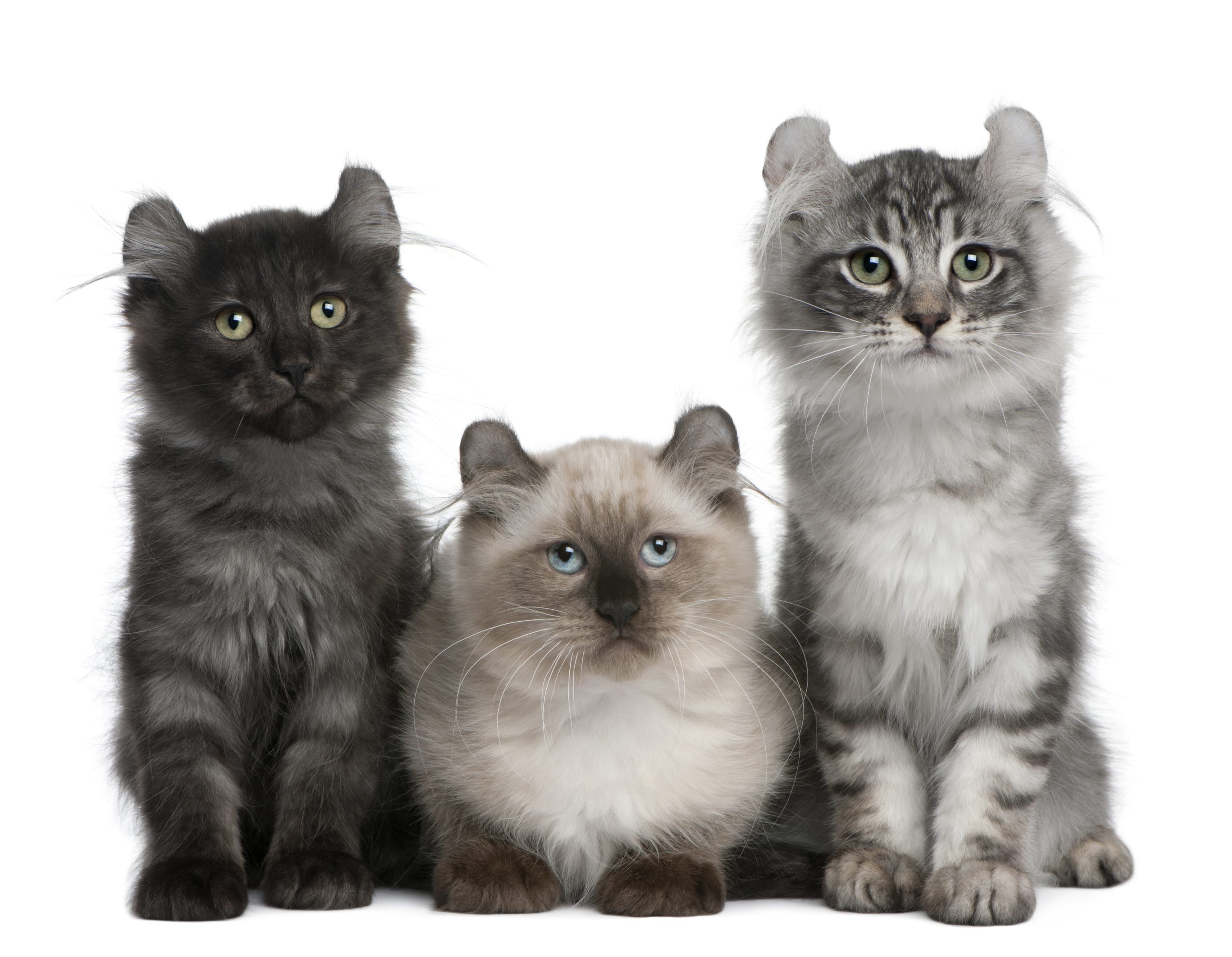 Three American Curl Kittens, 3 months old, sitting in front of white background