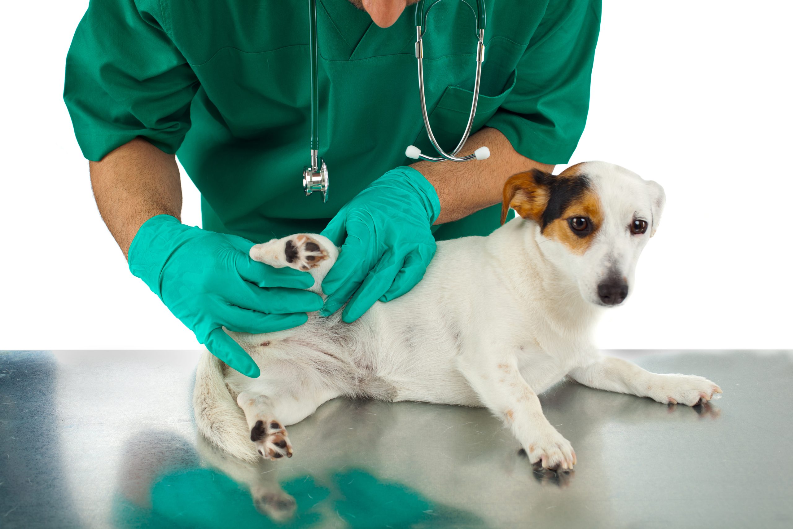 Blasenschwäche beim Hund,Hund Blasenschwäche,Hunde OP Versicherung,Hundekrankenversicherung,Hundeversicherung,Tierversicherung, Inkontinenz &#038; Blasenschwäche beim Hund