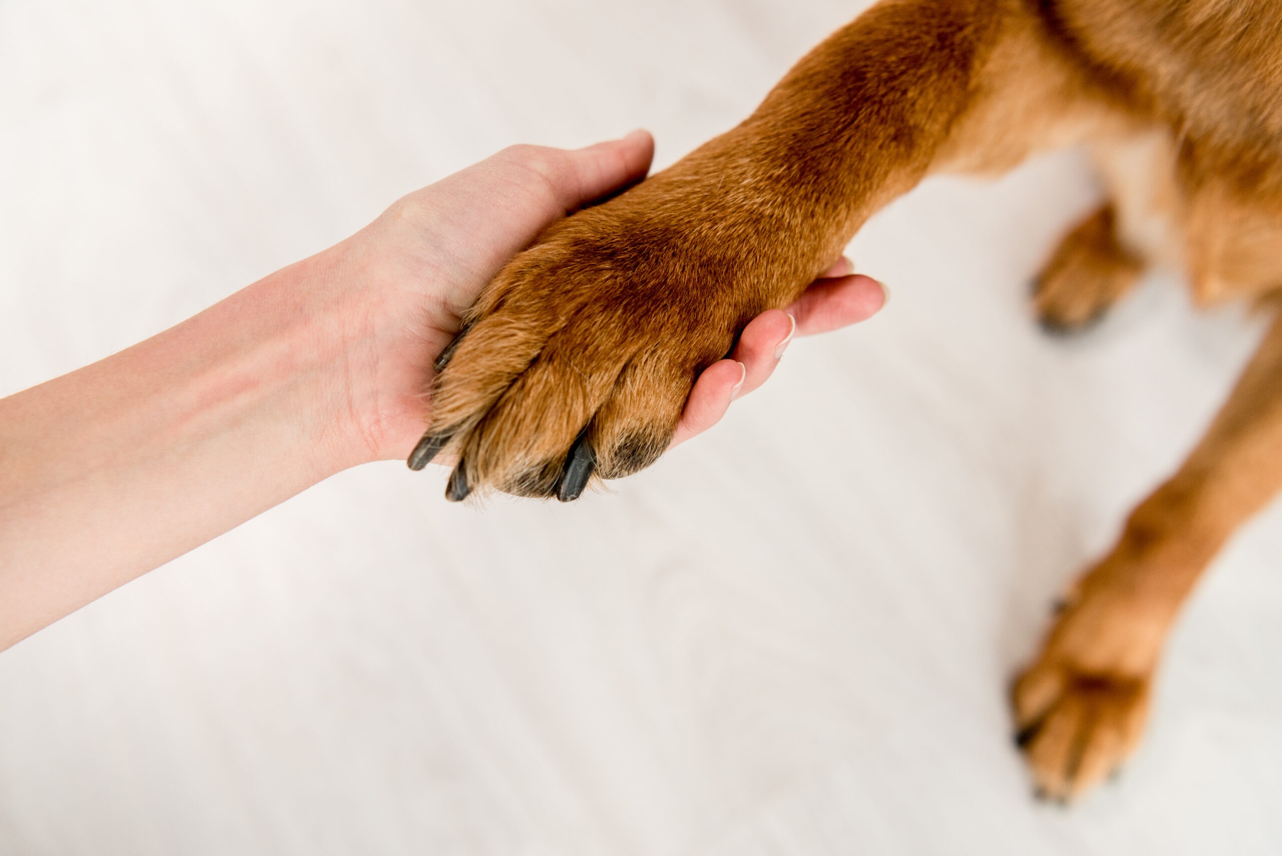 Pfotenpflege,Pfotenpflege beim Hund,5 Tipps zur richtigen Pflege,Hundeversicherung,Tierversicherung, Pfotenpflege beim Hund: 5 Tipps zur richtigen Pflege